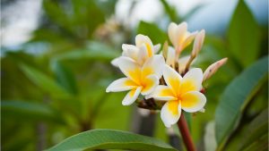 Flower Blooming