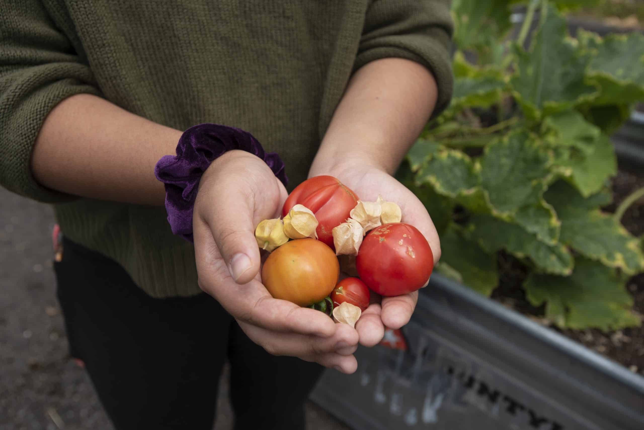 SEATTLE_Garden tomatoes