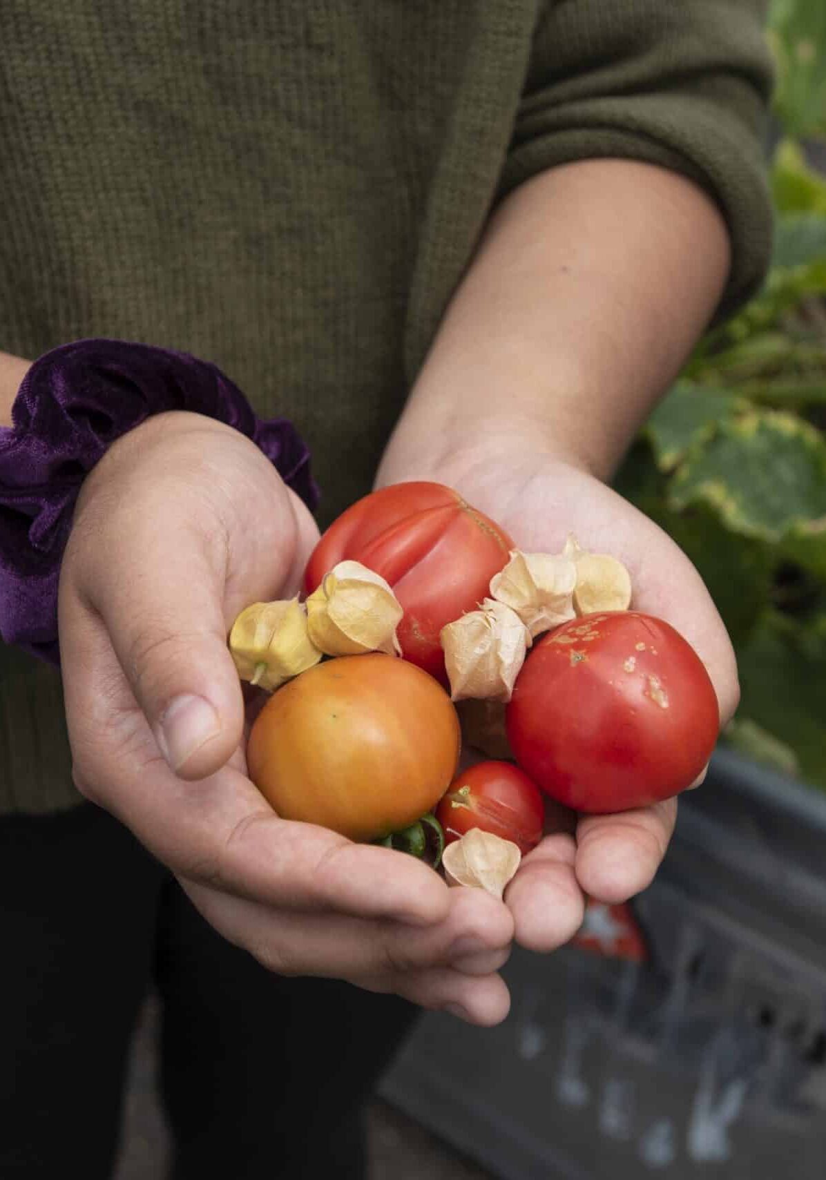 SEATTLE_Garden tomatoes
